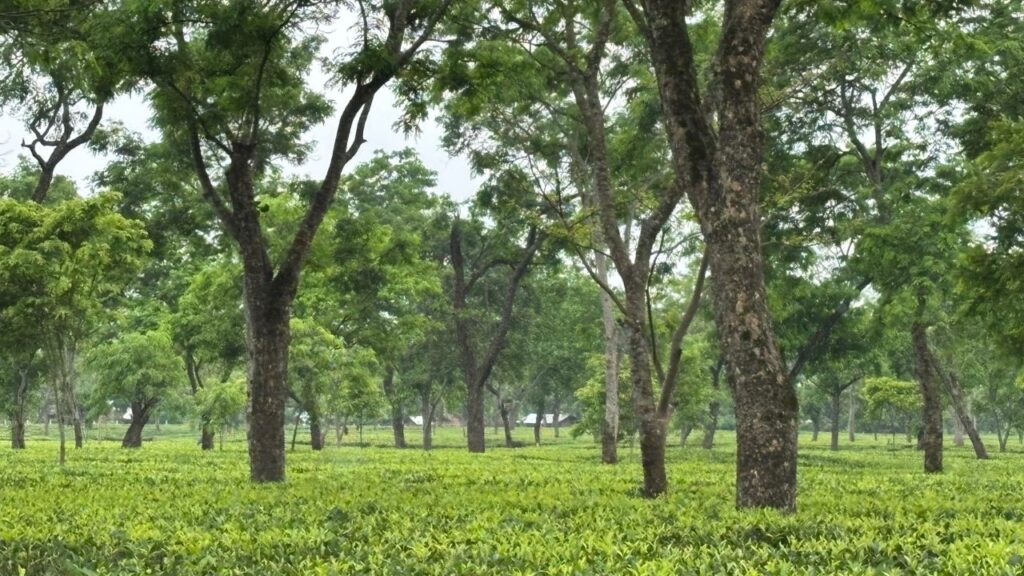 7 Health Benefits of Assam Green Tea