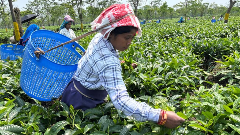 Assam Tea vs Darjeeling Tea: What’s the Difference ?