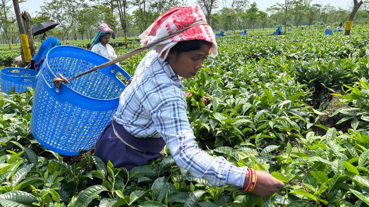 Assam Tea vs Darjeeling Tea: What’s the Difference ?